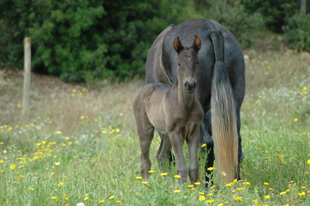Agroturisme Son Sama Льюкмайор Экстерьер фото
